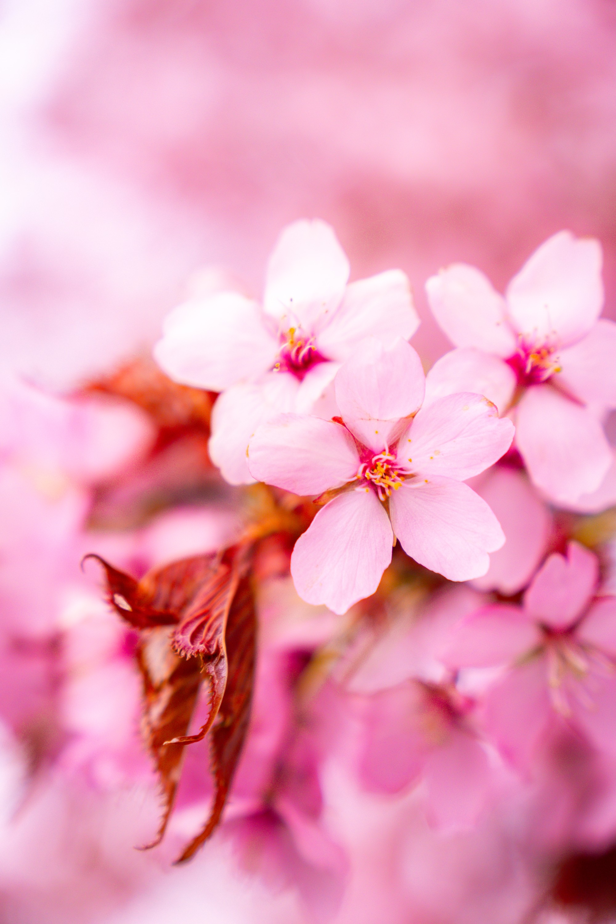 Blush of Spring — Somewhere along the way