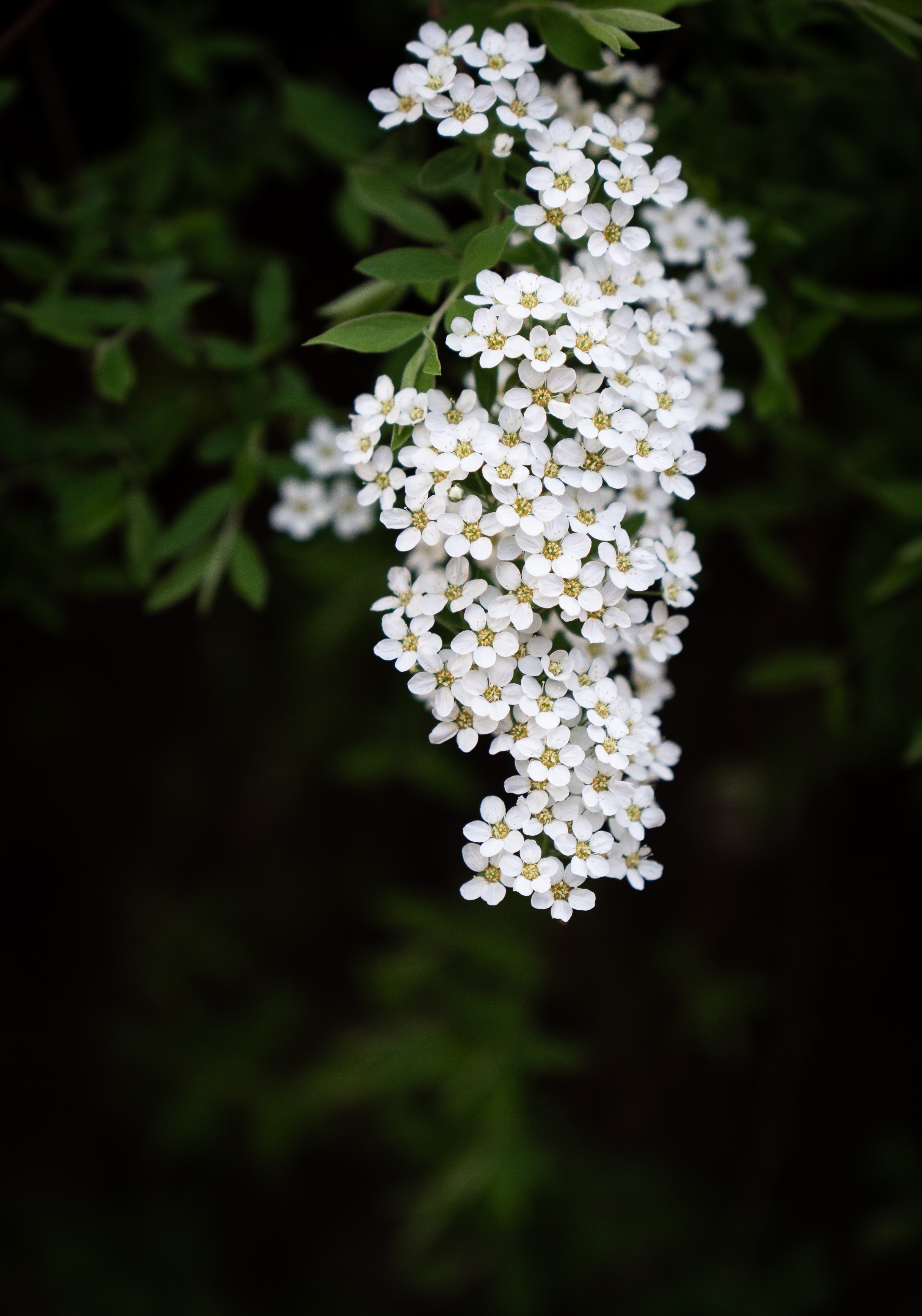 Cascade of White — Somewhere along the way